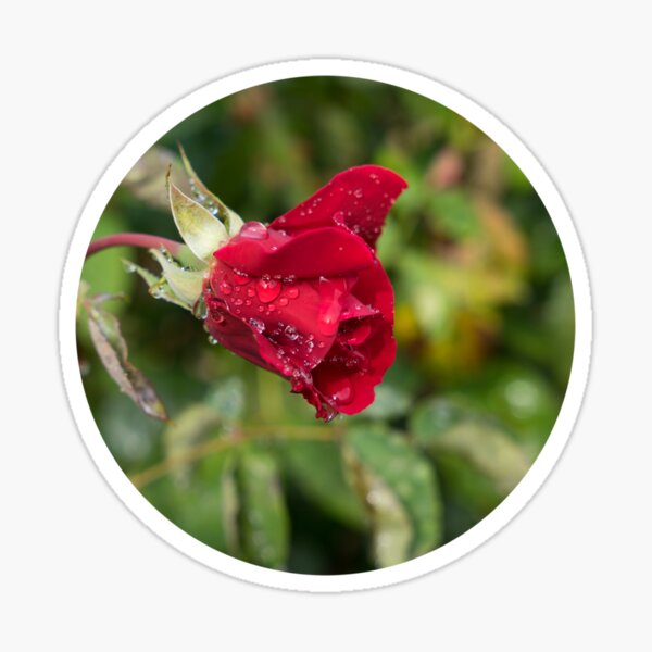 Red rose bud with water drops, floral beauty Sticker