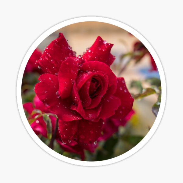 Red rose with water drops by the pool, floral beauty Sticker