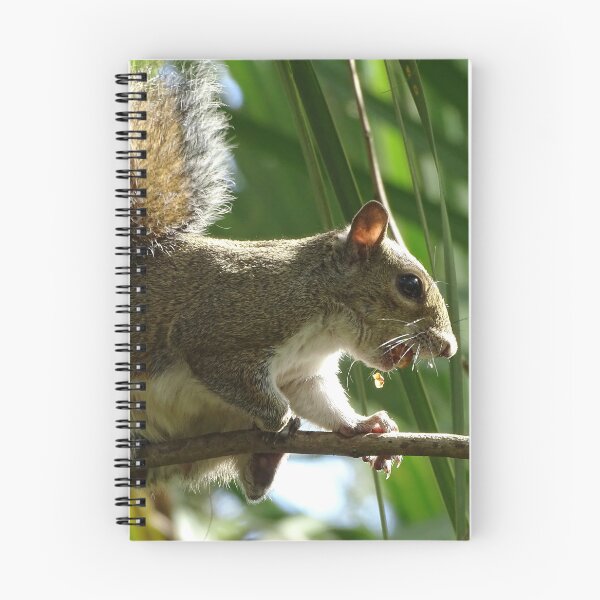 Item preview, Cte Squirrel #0085 designed and sold by Jeffrey Mask.