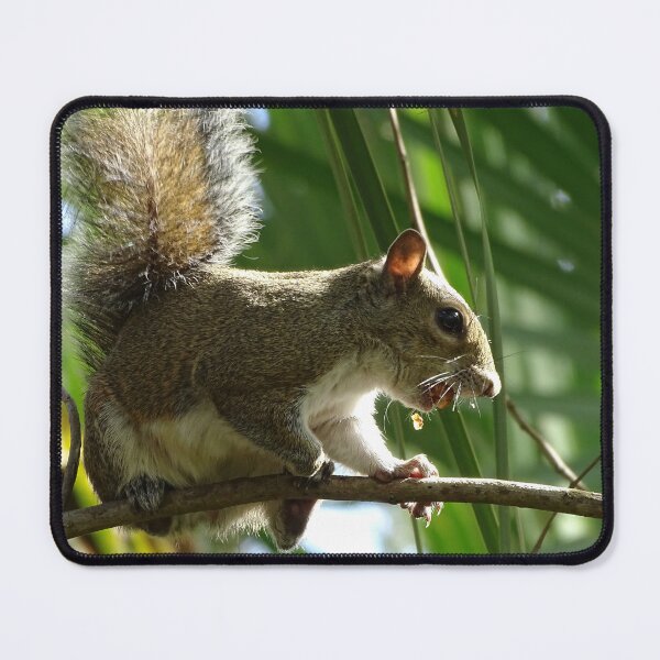 Item preview, Cte Squirrel #0085 designed and sold by Jeffrey Mask.