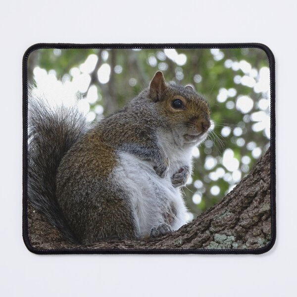 Item preview, Cute Squirrel #0086 designed and sold by Jeffrey Mask.