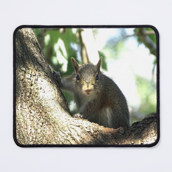 Item preview, Cute Squirrel #0087 designed and sold by Jeffrey Mask.