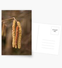 Catkins Postcards