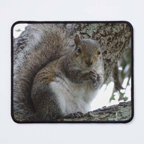 Item preview, Cute Squirrel #0088 designed and sold by Jeffrey Mask.