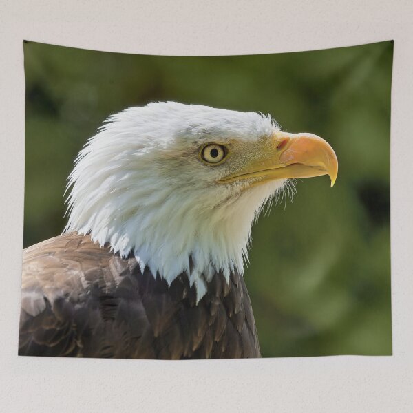Item preview, Bald Eagle (Haliaeetus leucocephalus)  designed and sold by Andy Harker.