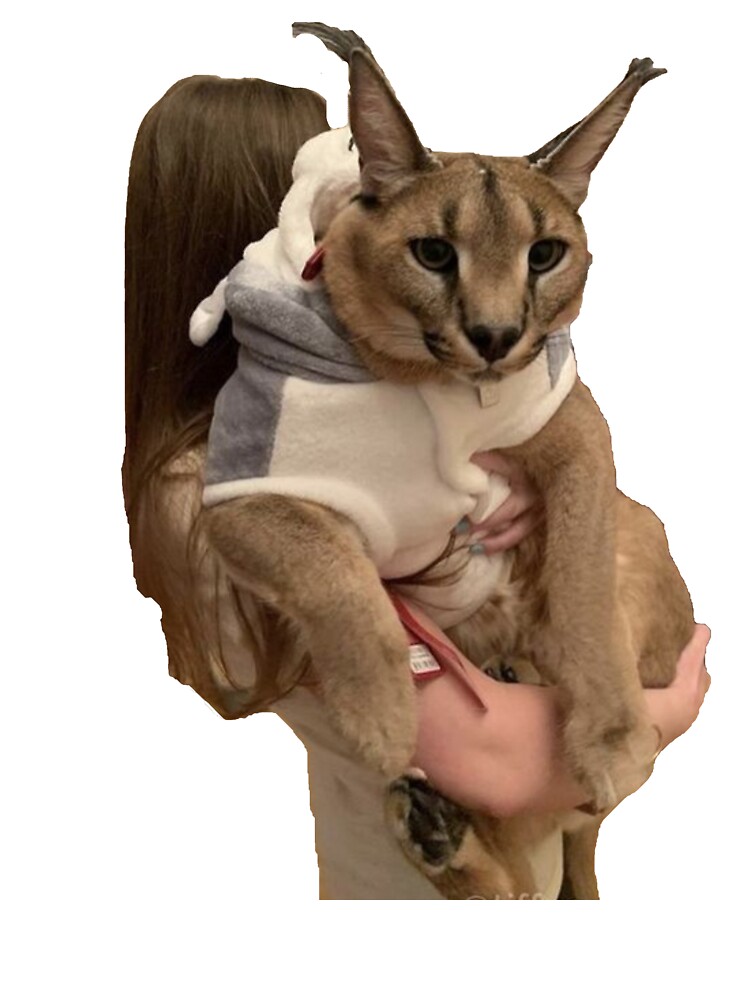 Big Floppa - Caracal meme cat / fat floppa / cursed floppa Postcard for  Sale by romanticists