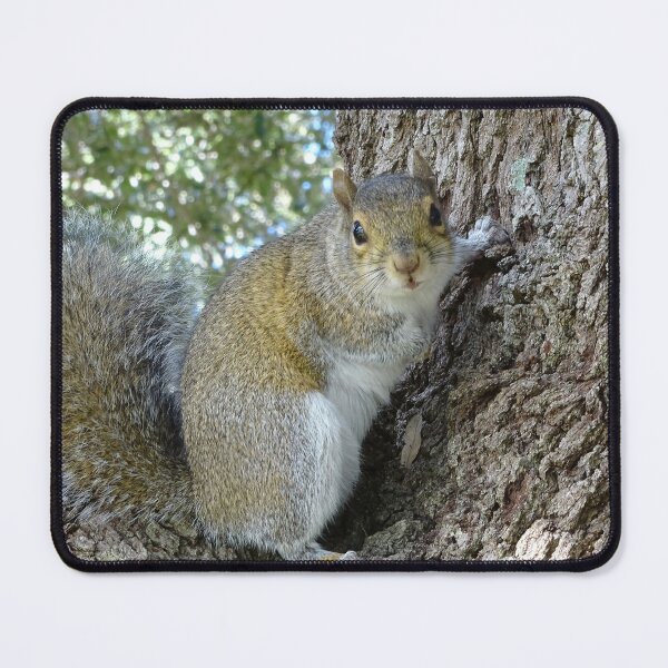 Item preview, Cute SSquirrel #0089 designed and sold by Jeffrey Mask.