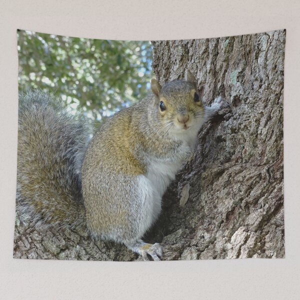 Item preview, Cute SSquirrel #0089 designed and sold by Jeffrey Mask.