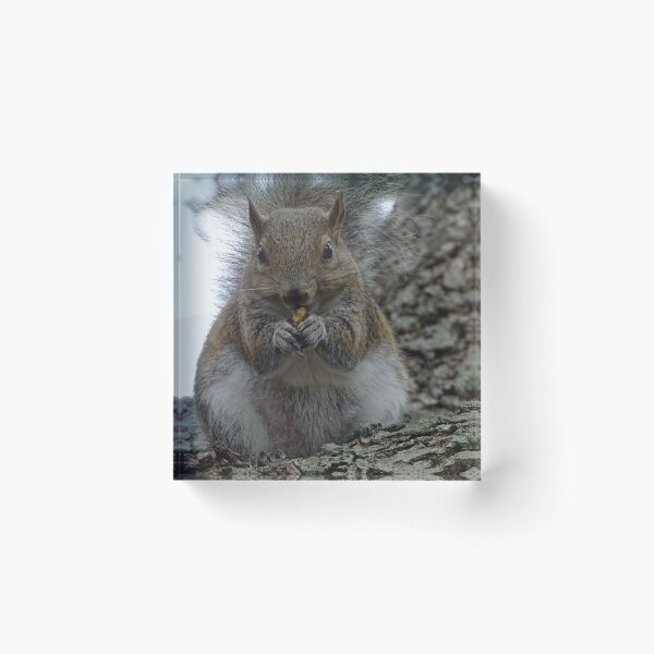 Item preview, Cute squirrel #0090 designed and sold by Jeffrey Mask.