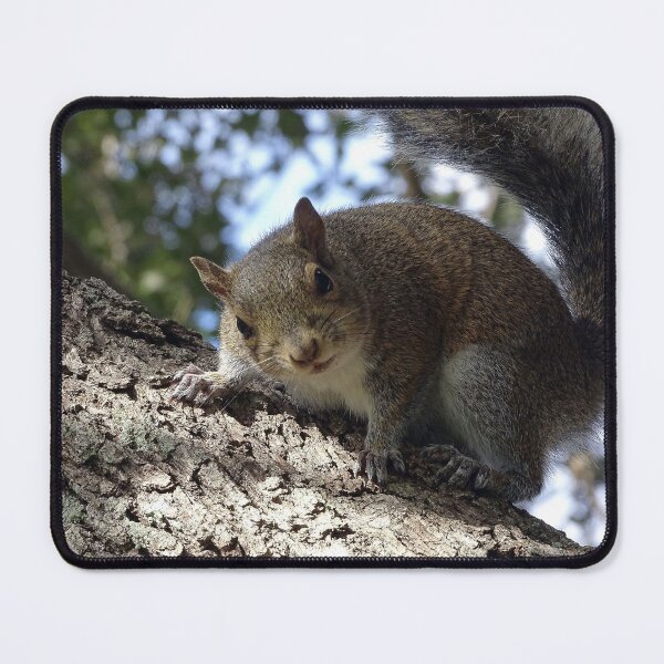Item preview, Cute Squirrel #0091 designed and sold by Jeffrey Mask.
