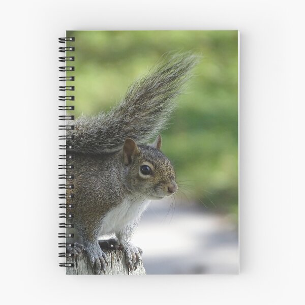 Item preview, Cute Squirrel #0092 designed and sold by Jeffrey Mask.