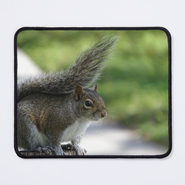 Item preview, Cute Squirrel #0092 designed and sold by Jeffrey Mask.