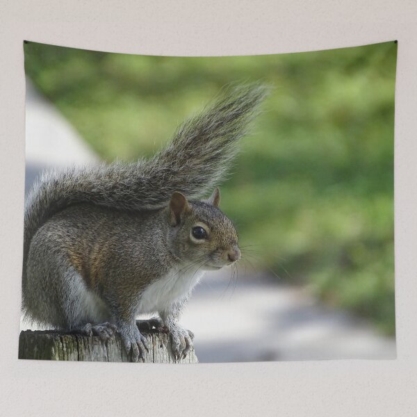 Item preview, Cute Squirrel #0092 designed and sold by Jeffrey Mask.