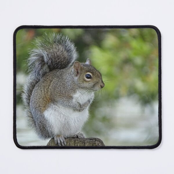 Item preview, Cute Squirrel #0093 designed and sold by Jeffrey Mask.