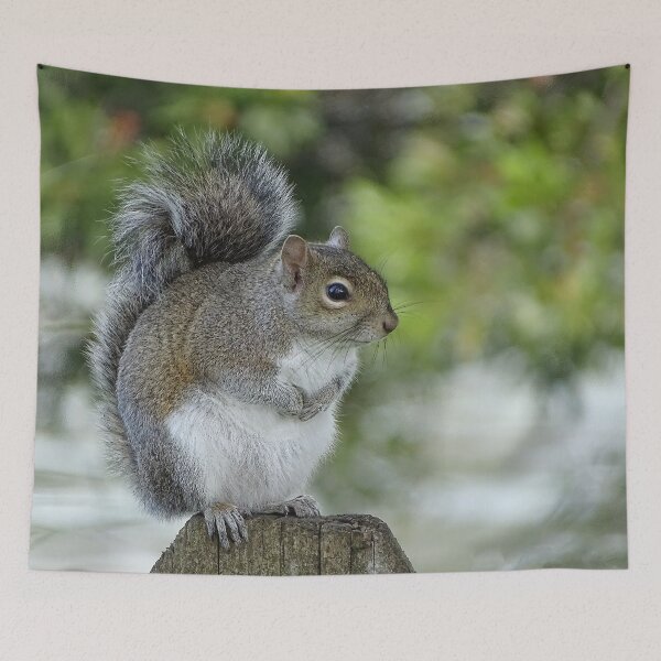 Item preview, Cute Squirrel #0093 designed and sold by Jeffrey Mask.