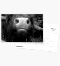 Silly Cow Postcards