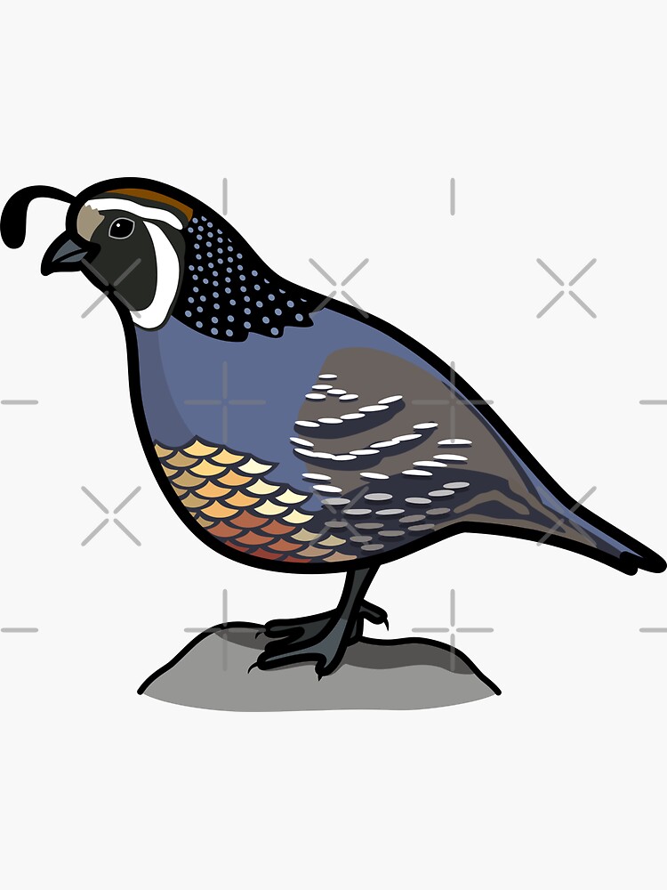 "California Quail State Bird of California Graphic Illustration
