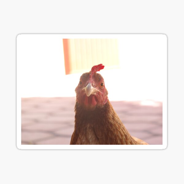 Hen looking at you! Sticker