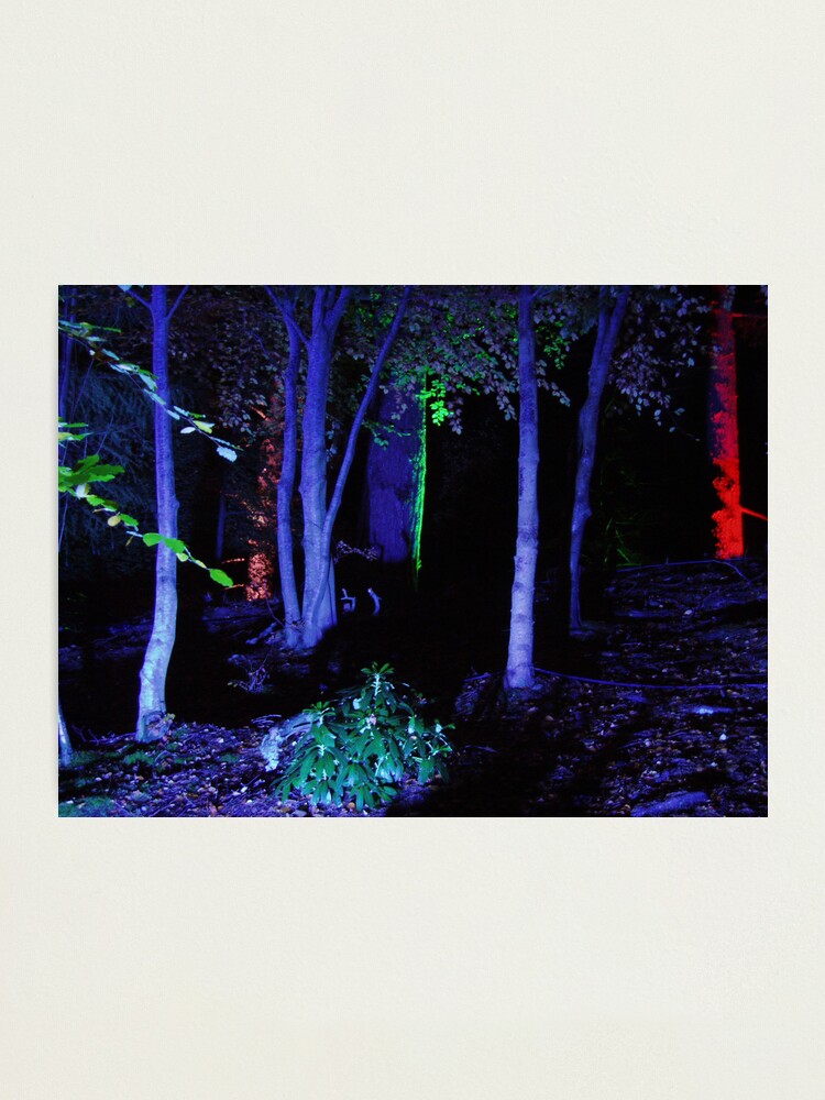 Alternate view of The Enchanted Forest Photographic Print