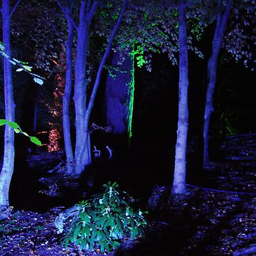 Artwork thumbnail, The Enchanted Forest by Fiona MacNab