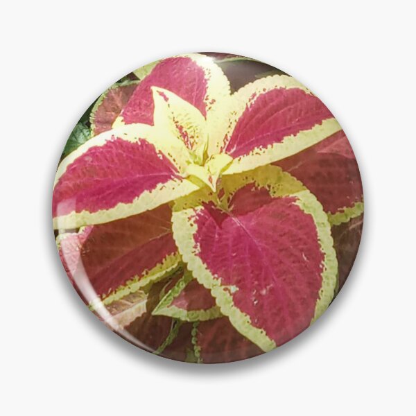 Item preview, COLEUS FAIRWAY RUBY designed and sold by PCCARES.