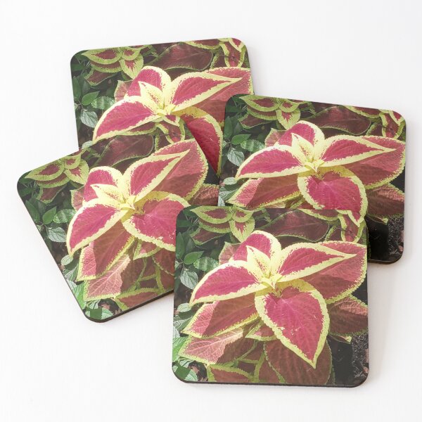 Item preview, COLEUS FAIRWAY RUBY designed and sold by PCCARES.
