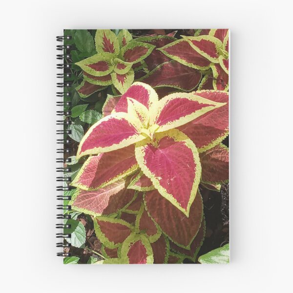 Item preview, COLEUS FAIRWAY RUBY designed and sold by PCCARES.