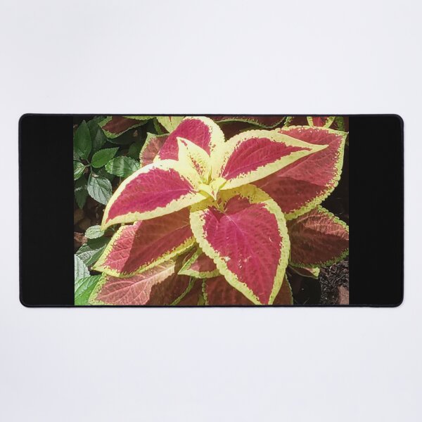 Item preview, COLEUS FAIRWAY RUBY designed and sold by PCCARES.