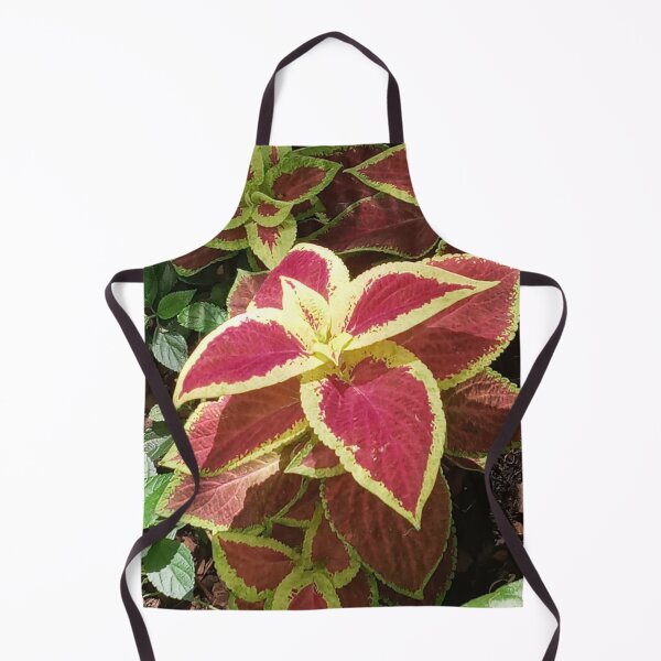 Item preview, COLEUS FAIRWAY RUBY designed and sold by PCCARES.