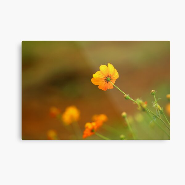Wild flowers Metal Print