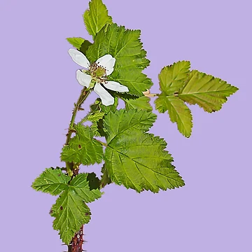Artwork thumbnail, The Raspberry Flourish by FigTreeMagick