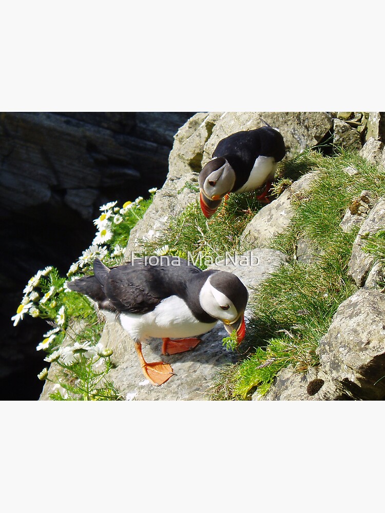 Housework - Puffin Style by orcadia