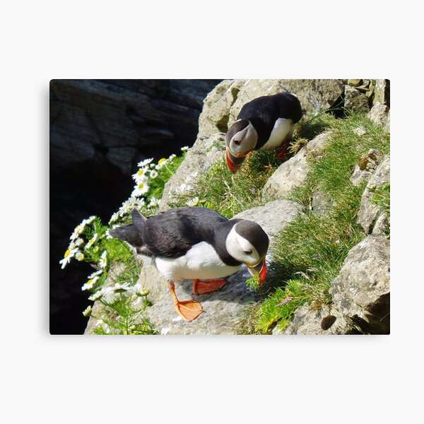 Housework - Puffin Style Canvas Print