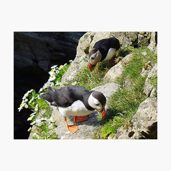 Housework - Puffin Style Photographic Print
