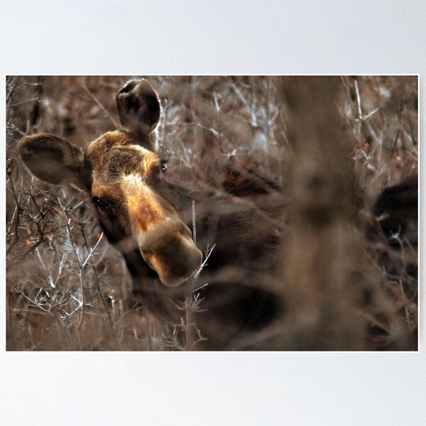 Artikelvorschau, Moose - Feeding entworfen und verkauft von Ryan Houston.