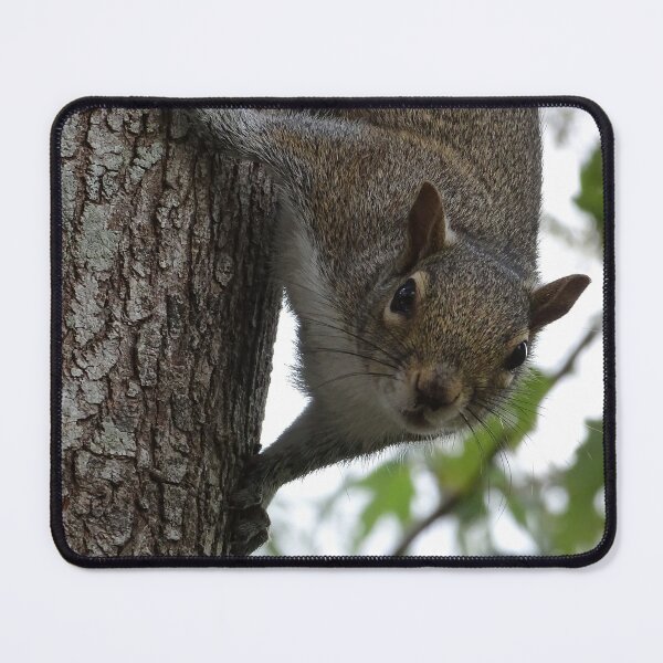 Item preview, Cute Squirrel #0096 designed and sold by Jeffrey Mask.