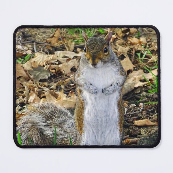 Item preview, Cute Squirrel #0097 designed and sold by Jeffrey Mask.