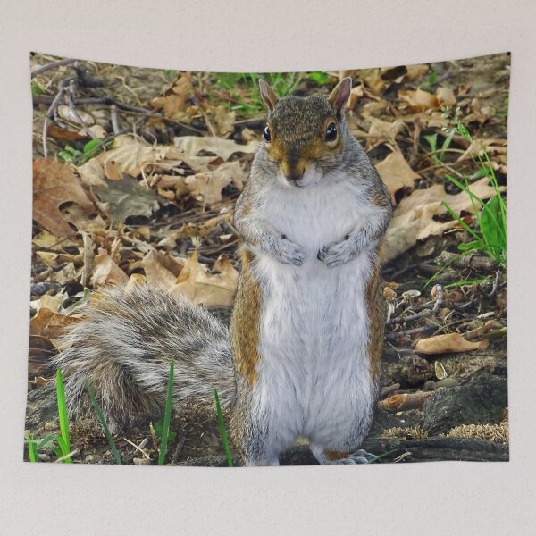 Item preview, Cute Squirrel #0097 designed and sold by Jeffrey Mask.