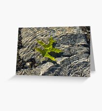 Submerged Beauty - Sunny Rainbows and a Jade Green Oak Leaf Greeting Card