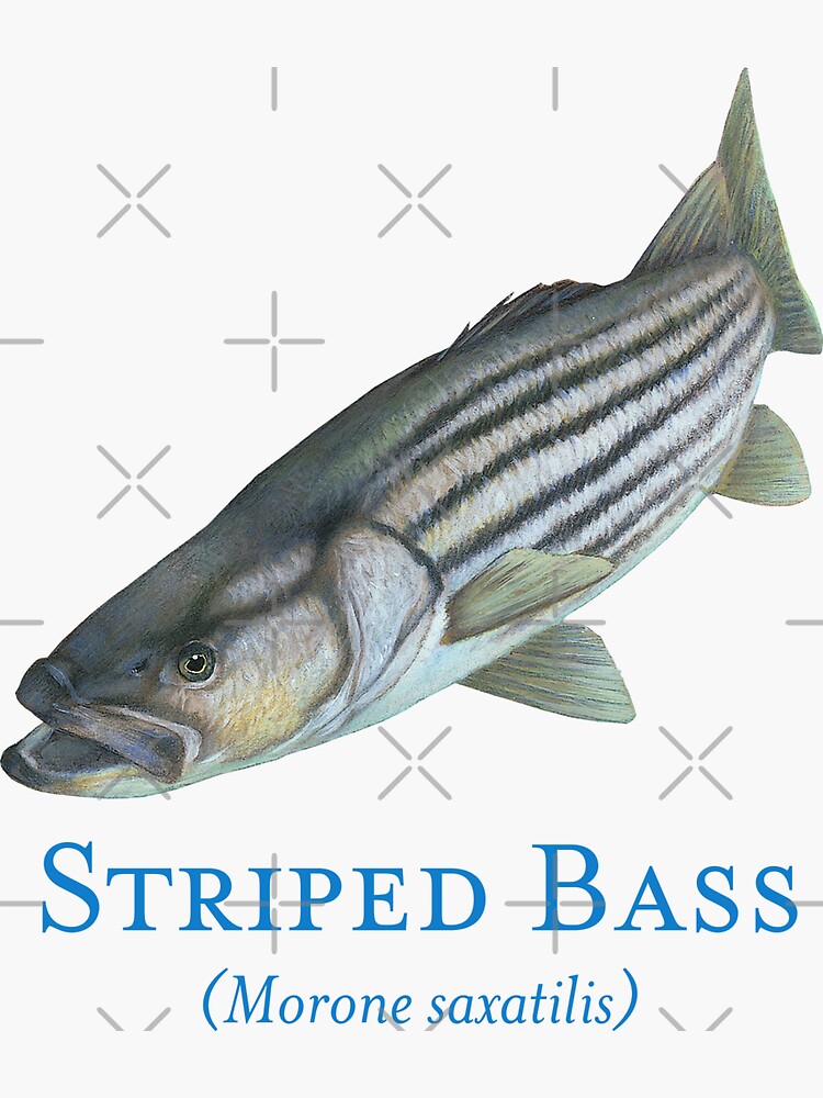 Striped Bass Fish Portrait Sticker for Sale by Futurebeachbum