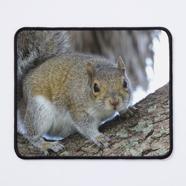 Item preview, Cute Squirrel #0102 designed and sold by Jeffrey Mask.