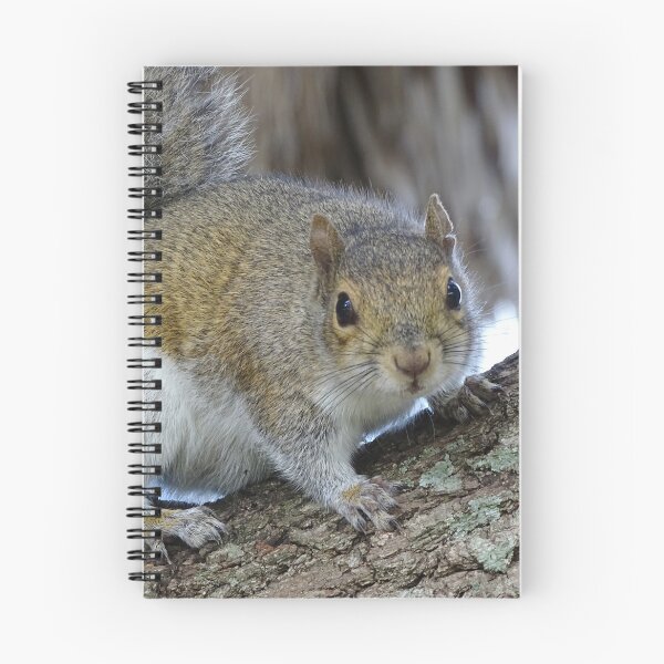 Item preview, Cute Squirrel #0102 designed and sold by Jeffrey Mask.