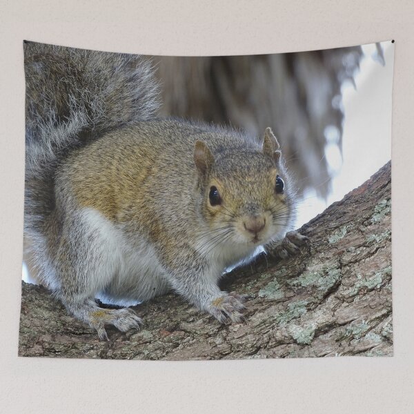 Item preview, Cute Squirrel #0102 designed and sold by Jeffrey Mask.