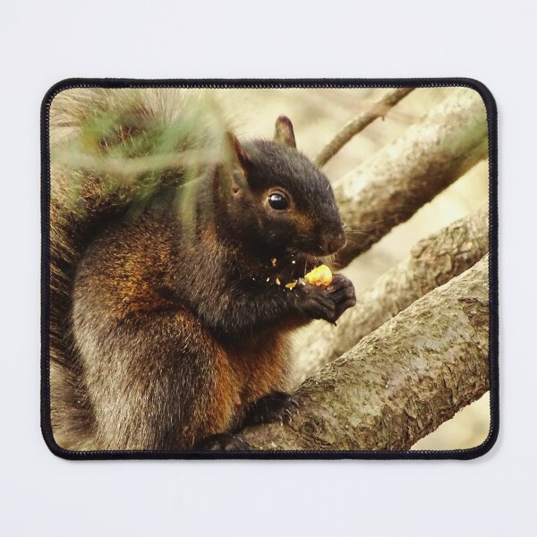 Item preview, Cute Squirrel #0103 designed and sold by Jeffrey Mask.