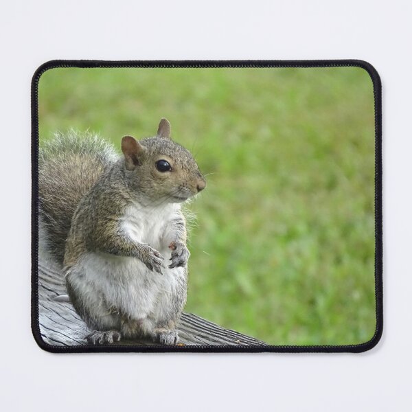 Item preview, Cute Squirrel #0104 designed and sold by Jeffrey Mask.