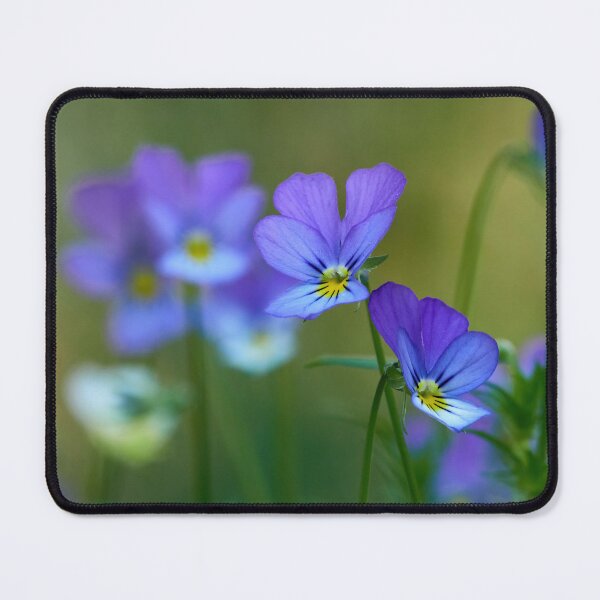 Item preview, Come-and-cuddle-me 1. wild pansy designed and sold by Jouko Lehto Photography.