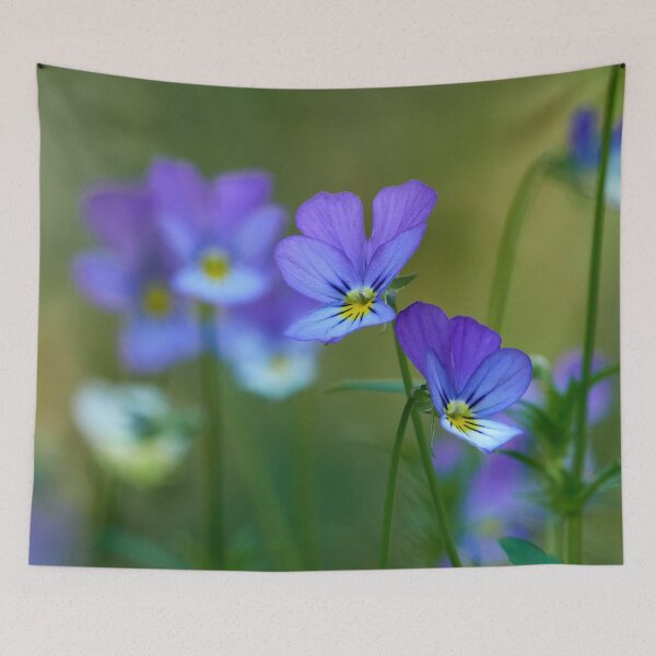 Item preview, Come-and-cuddle-me 1. wild pansy designed and sold by Jouko Lehto Photography.