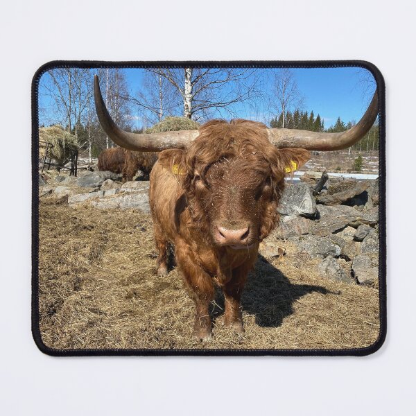 Item preview, Scottish Highland Cattle Bull with big horns 3309 designed and sold by SaarelaHighland.