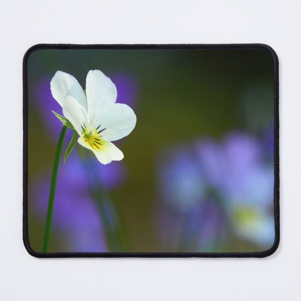 Item preview, Come-and-cuddle-me 2. Wild pansy designed and sold by Jouko Lehto Photography.