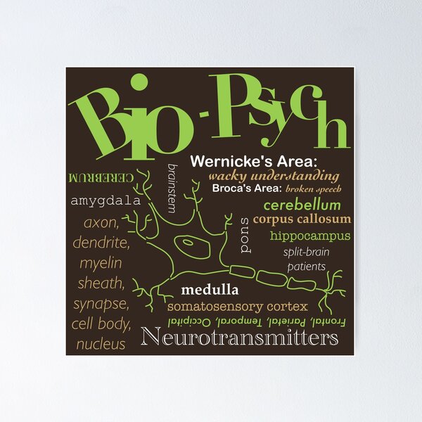 Item preview, AP Psychology - Bio-Psych designed and sold by SketchySketchy.